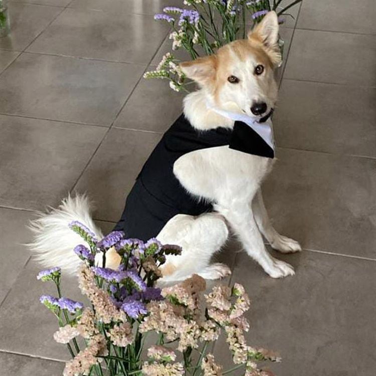 מיילו בטוקסידו