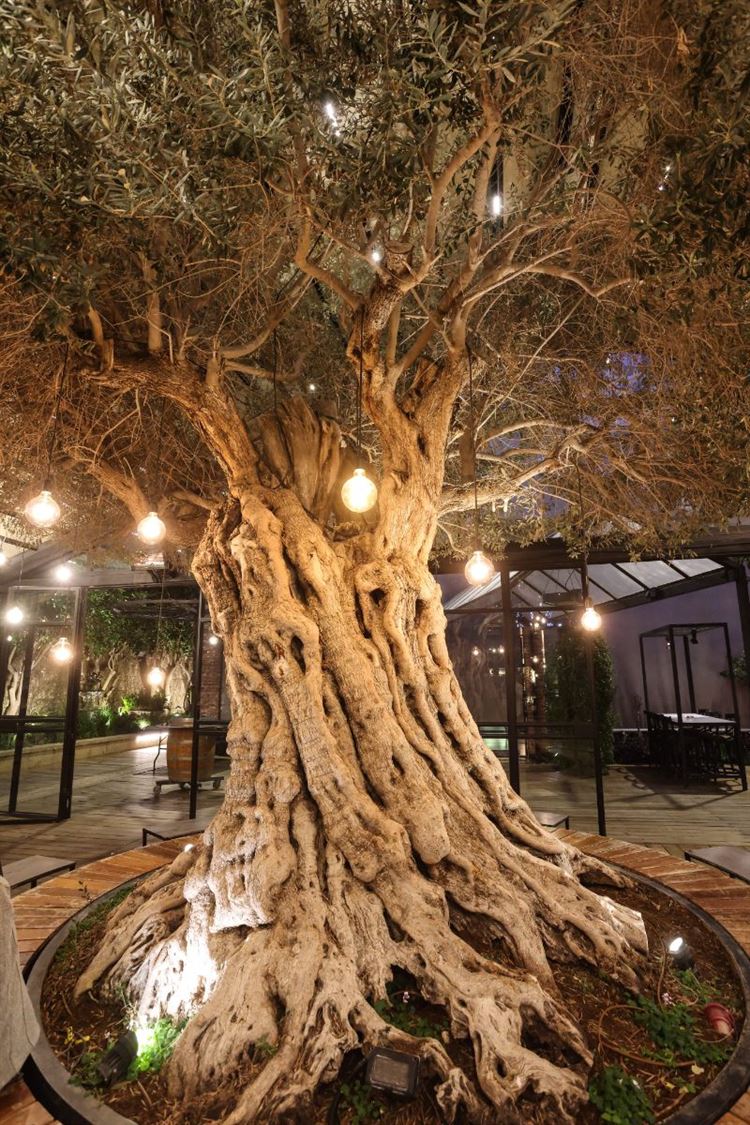 SET - שלומי אלפסי