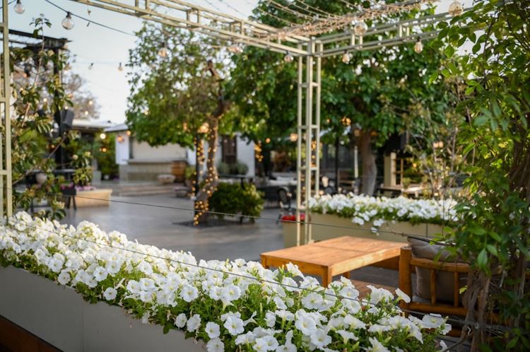 צילום: שי מסינטר