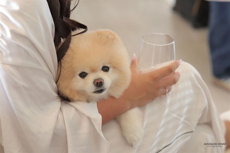 צילום: אבשלום זוהר