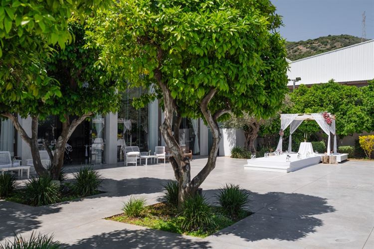 צילום: וואלה מזל טוב