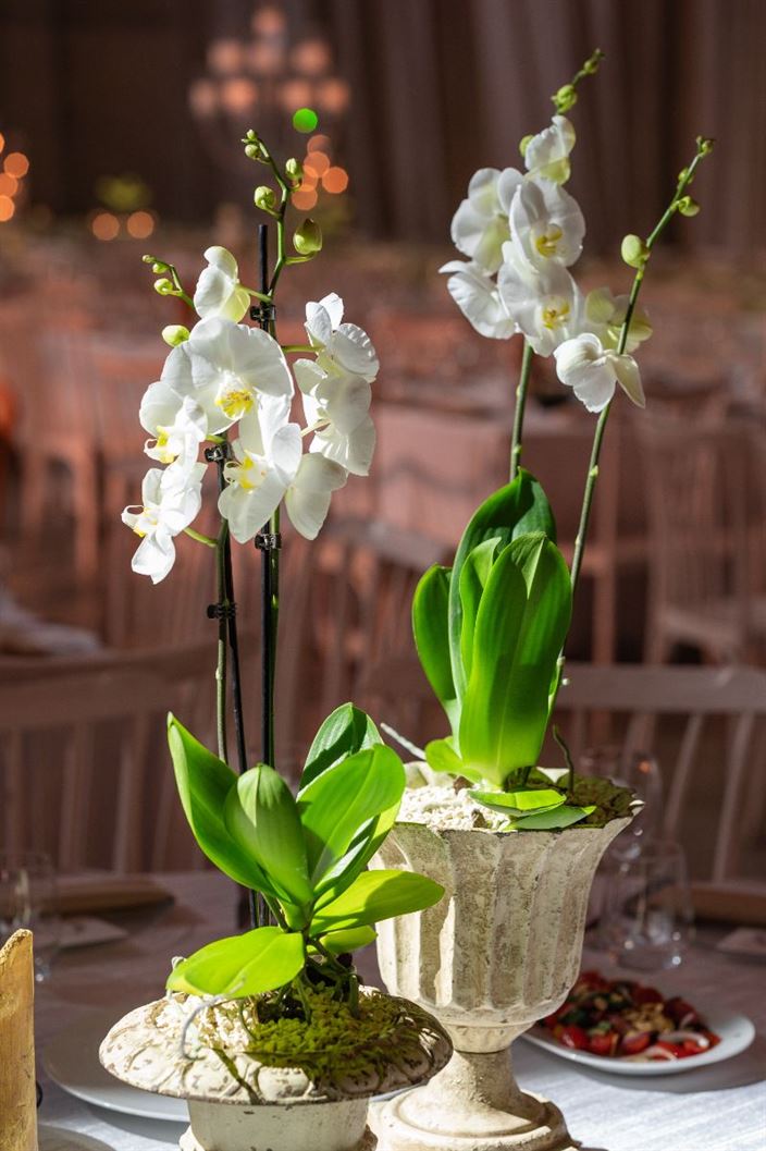 עיצוב ואווירה נסיה #4