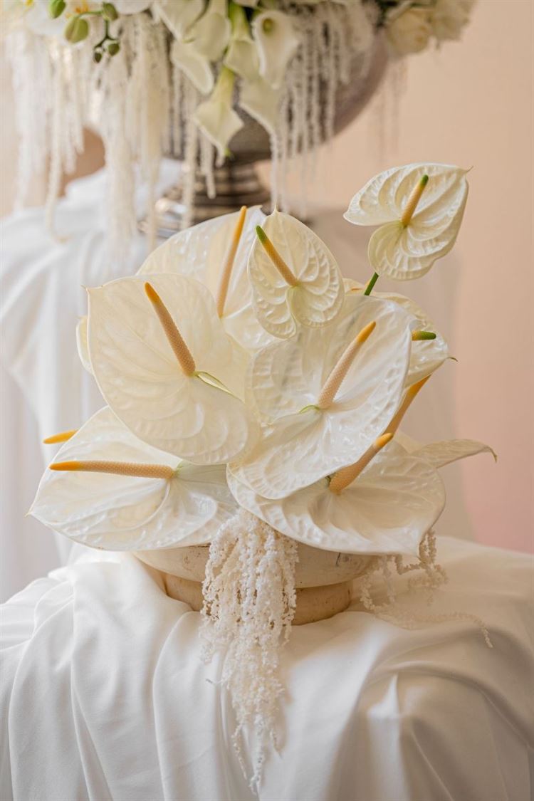 צילום: חיים אפריאט