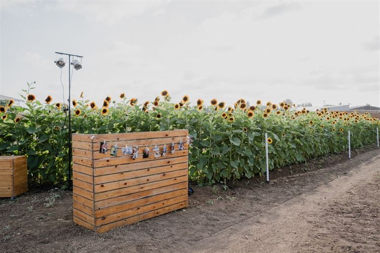צילום: מאיה אמדו
