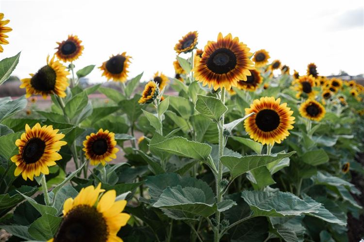 צילום: מאיה אמדו