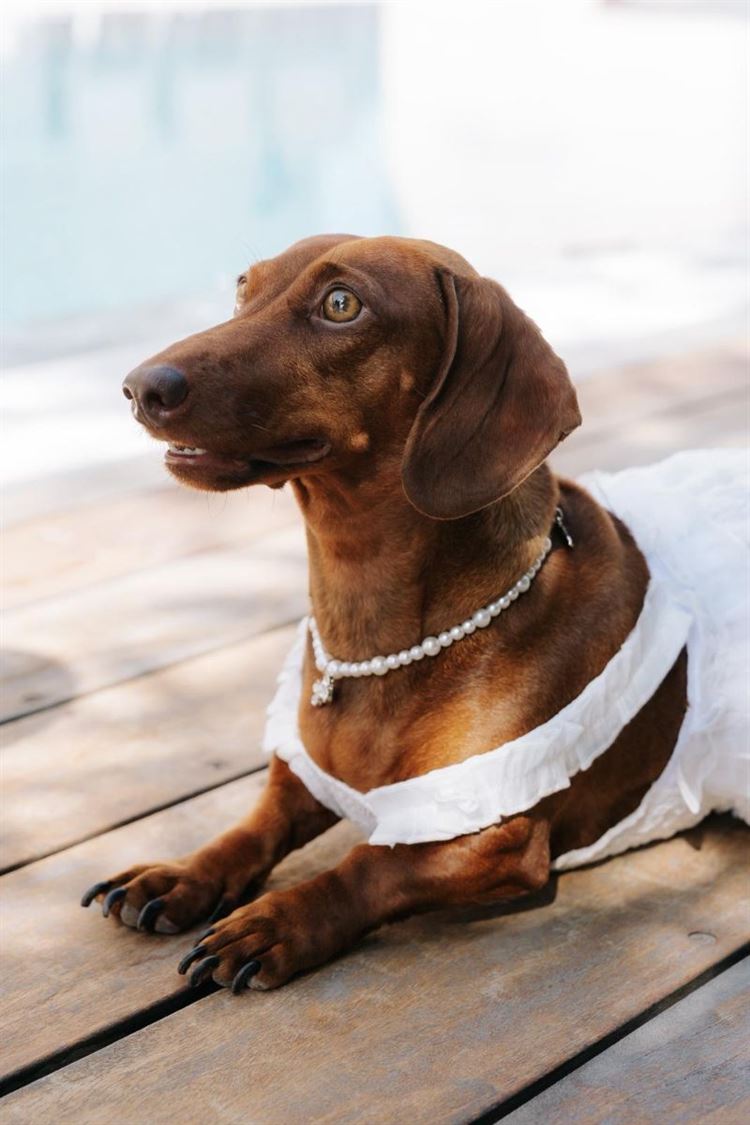 צילום: ווילו רוטר