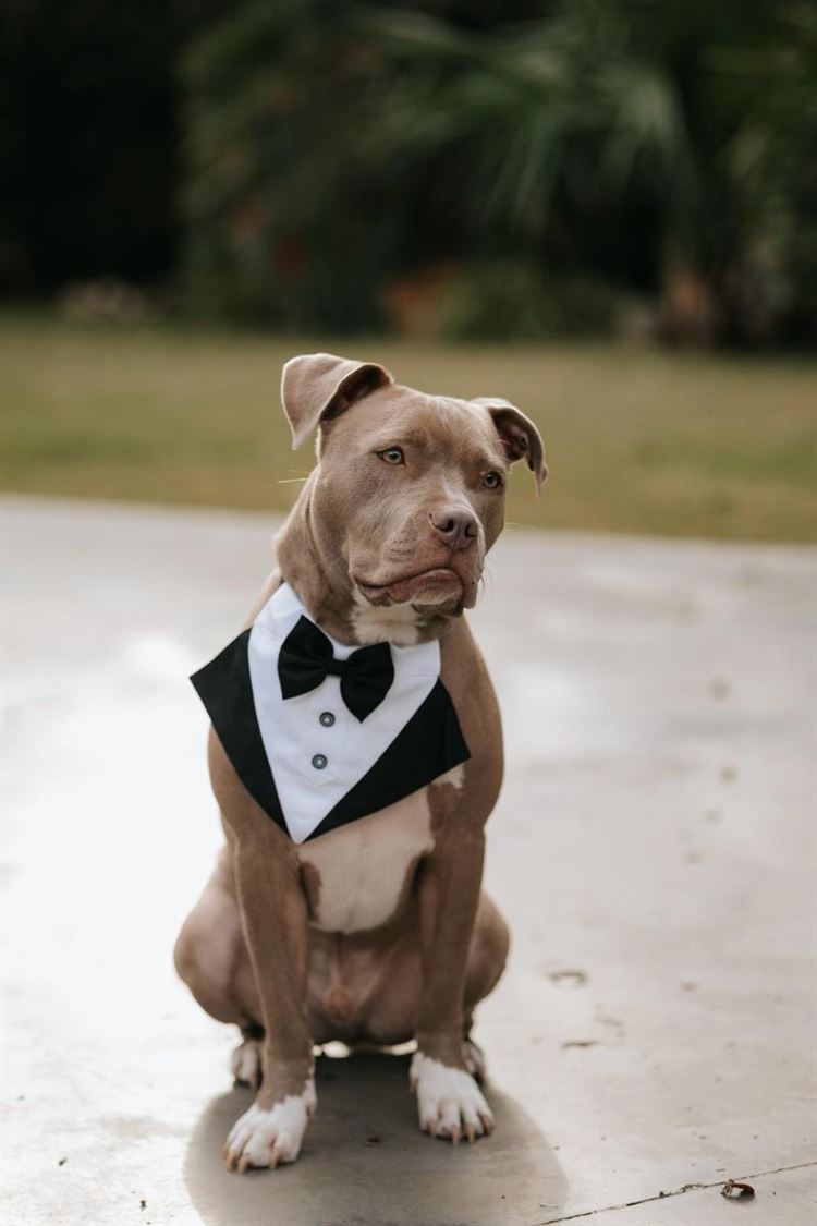 AVIRA (דניאל דיין)